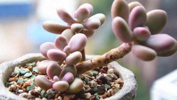 多肉如何养成老桩？做好这4步，你的多肉身价翻倍真简单！
