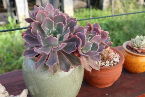 多肉如何养成老桩？做好这4步，你的多肉身价翻倍真简单！