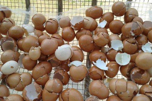 君子兰不开花？盆里放点“它”