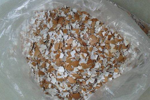 君子兰不开花？盆里放点“它”