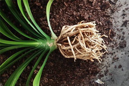 君子兰不开花？盆里放点“它”