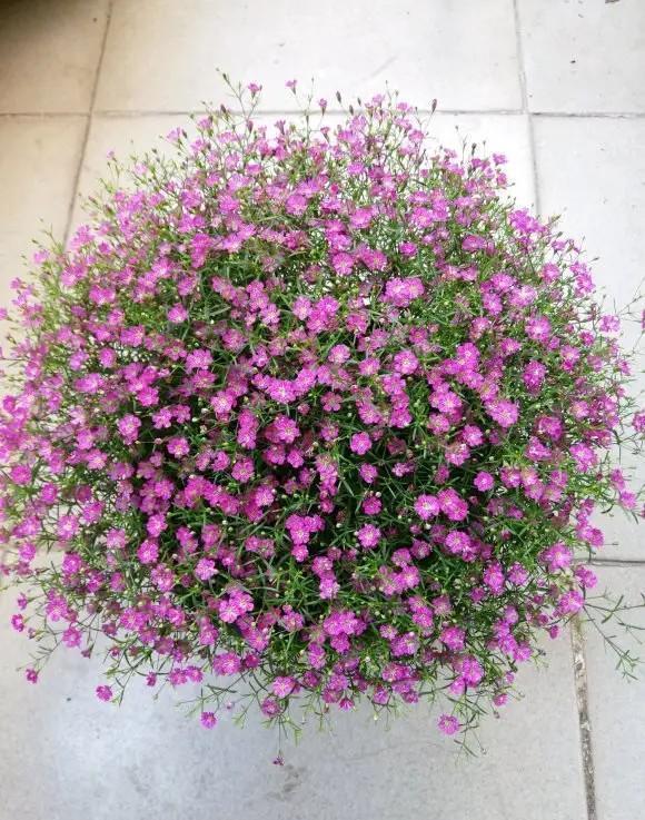 ​学会满天星播种繁殖，买一盆以后就不用再买了，养花乐趣就是这样