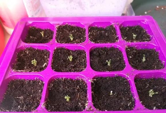 学会满天星播种繁殖,买一盆以后就不用再买了,养花乐趣就是这样