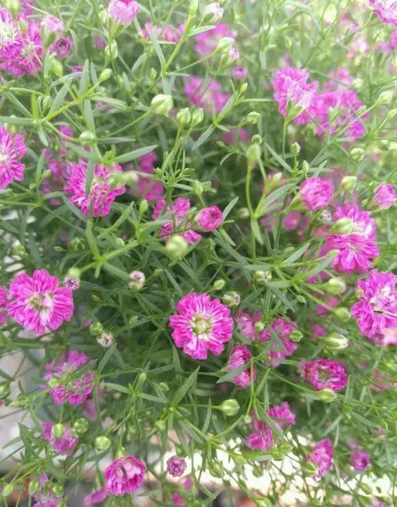 学会满天星播种繁殖,买一盆以后就不用再买了,养花乐趣就是这样