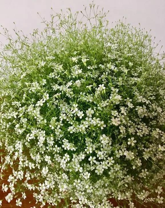 学会满天星播种繁殖,买一盆以后就不用再买了,养花乐趣就是这样