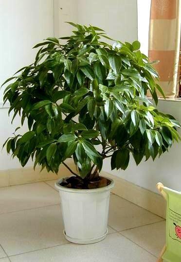 4大“好运树”,个个寓意好,象征“聚财”,家里要养几盆!