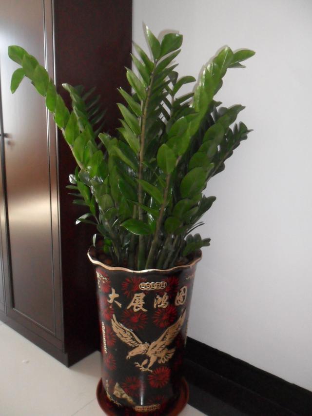 4大“好运树”,个个寓意好,象征“聚财”,家里要养几盆!