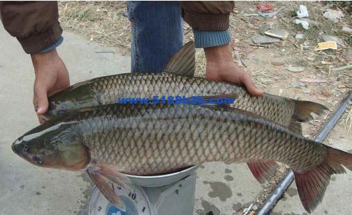 分享钓草鱼自制饵料配方 钓鱼人都收藏了!