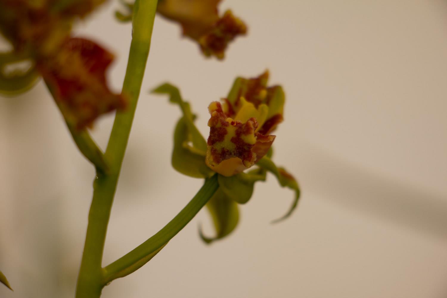 ​兰花什么时候换盆好，怎么换盆