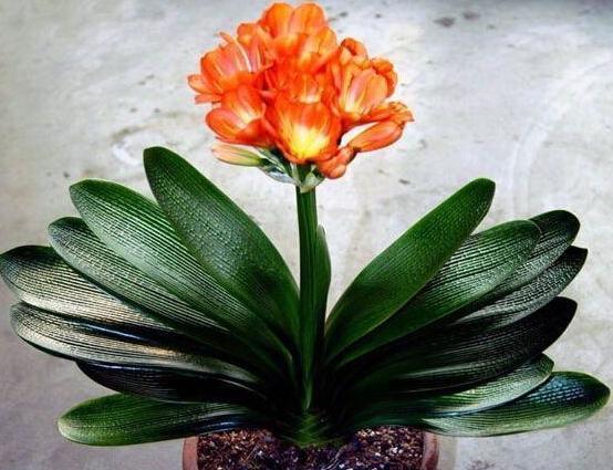 对着图片给你详细讲解如何从叶片分辨君子兰是不是好品种