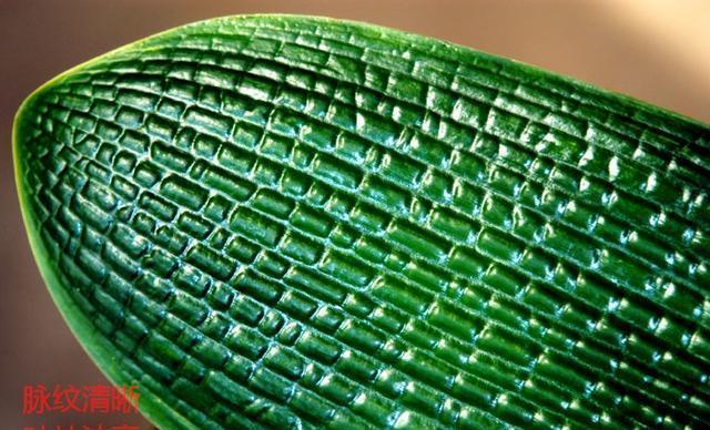 对着图片给你详细讲解如何从叶片分辨君子兰是不是好品种