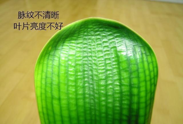 对着图片给你详细讲解如何从叶片分辨君子兰是不是好品种
