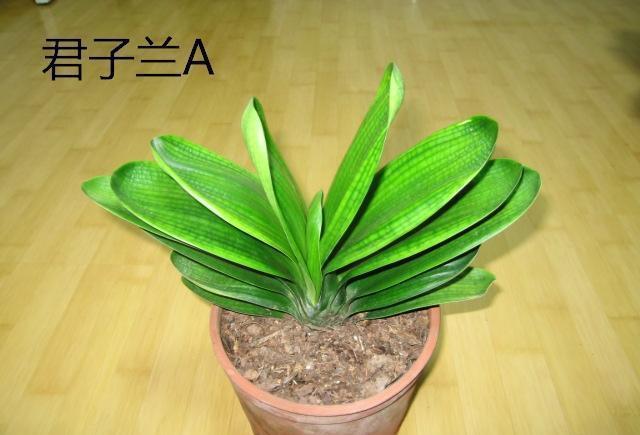 对着图片给你详细讲解如何从叶片分辨君子兰是不是好品种