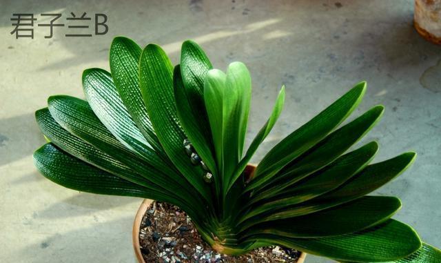 对着图片给你详细讲解如何从叶片分辨君子兰是不是好品种
