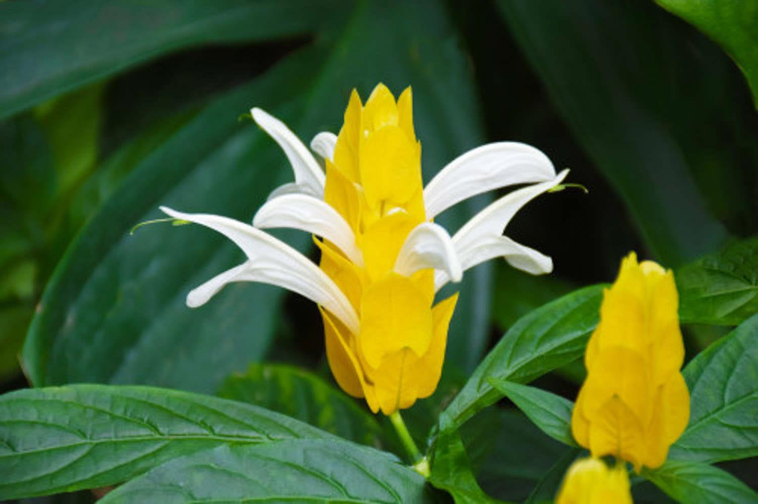 金苞花 金苞花