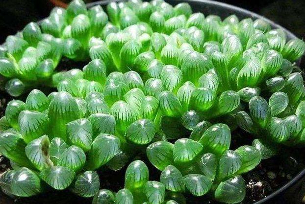 怎养才能把“玉露”养饱满?牢记一个口诀,晶莹剔透惹人爱