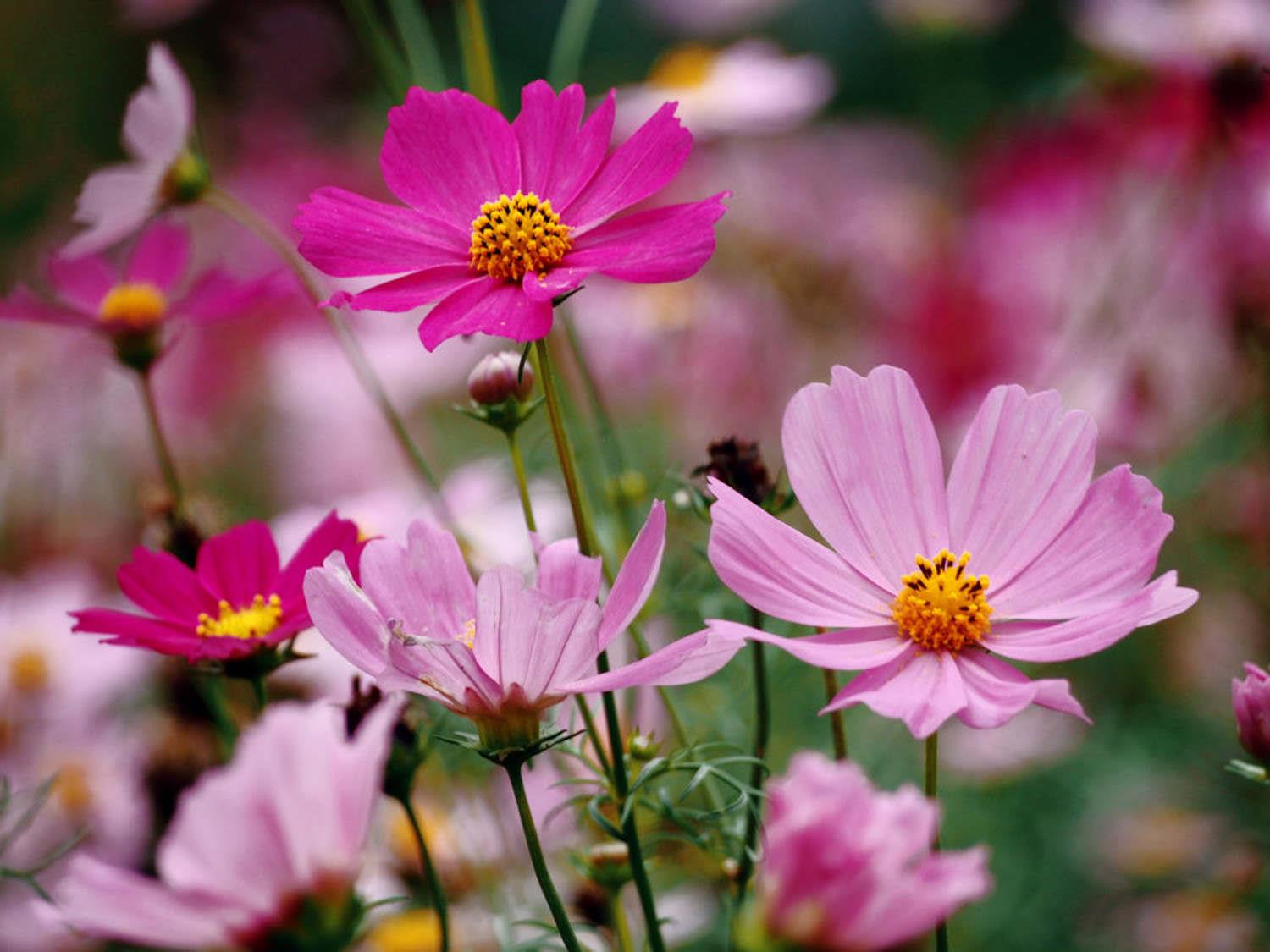 格桑花 格桑花