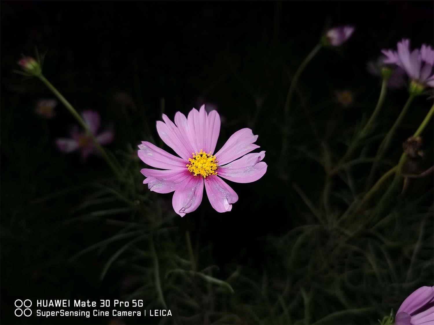 格桑花 格桑花