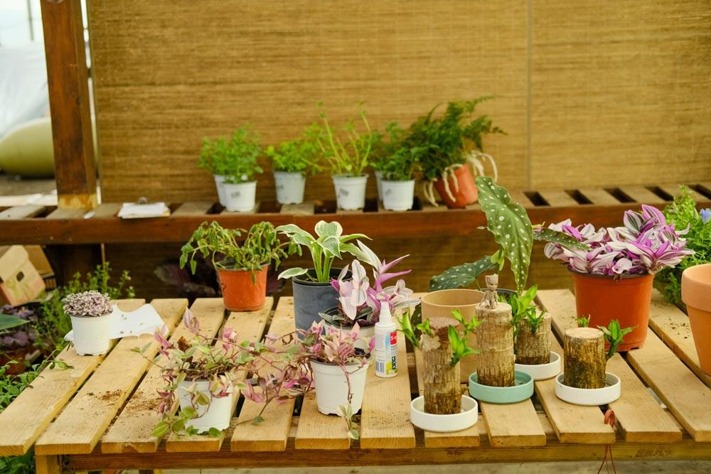 花卉 花卉